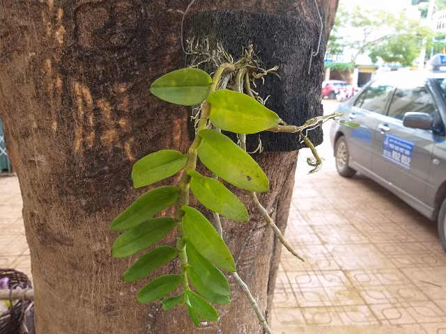 Theo chan tho san lan rung: Co khi danh cuoc ca mang song-Hinh-3