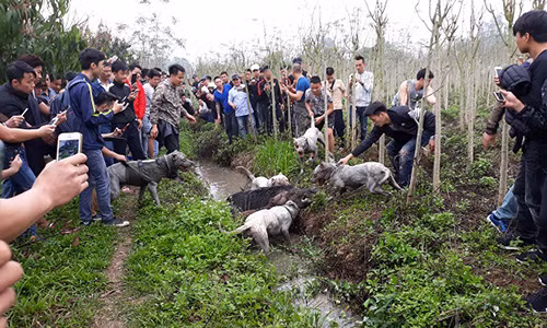 Hàng trăm người hiếu kỳ xem chó săn và lợn rừng "tử chiến".