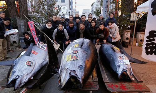 Con cá ngừ 405 kg (giữa) có giá 36,45 triệu yen. Ảnh: REUTERS