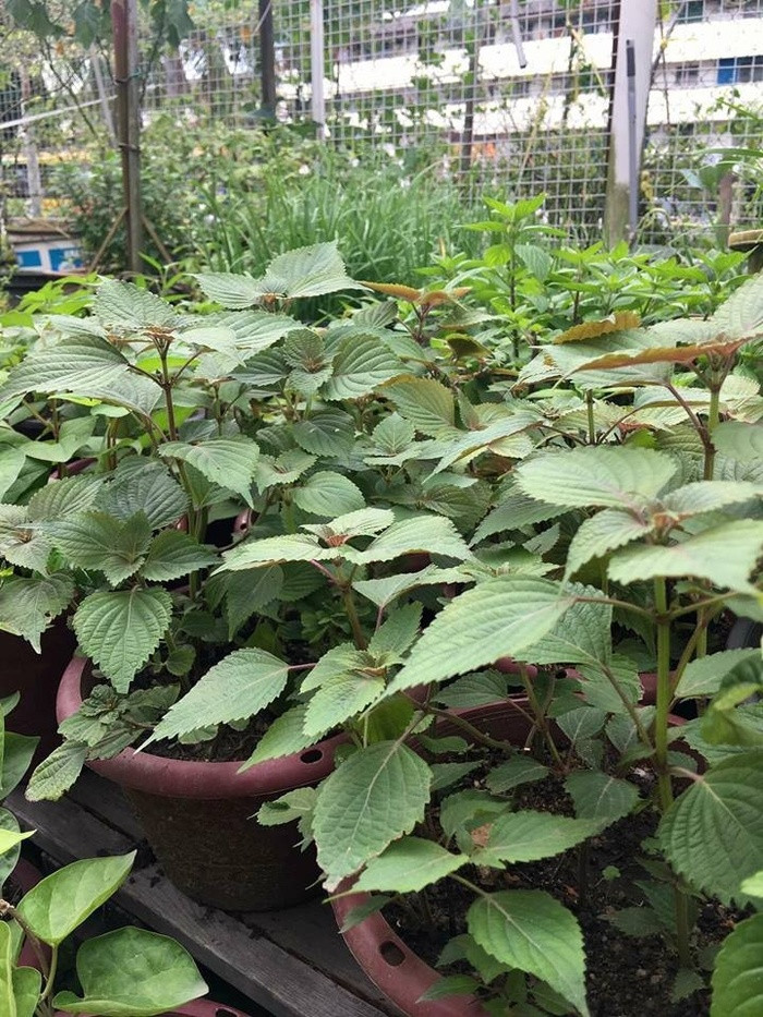 Những loại rau thơm như rau răm, ngổ hương, tía tô được chị Ly trồng rất tươi tốt. Nhà chị thường bón phân sạch, khi cây bị bệnh sẽ nhổ bỏ và tự làm thuốc trừ sâu bằng hỗn hợp tỏi, gừng, ớt và rượu rồi xịt cho cây.