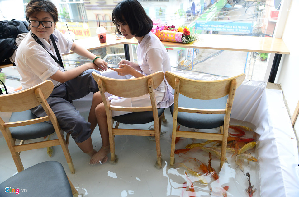 Anh Nguyễn Được Hòa, chủ quán cho biết hiện tại có 200 chú cá chép cảnh lớn với nhiều loại và hàng trăm cá nhỏ khác được thả. Mỗi con có giá 100.000-150.000 đồng với trọng lượng 200-300 gram.