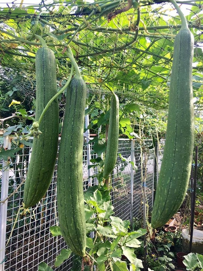 Thông thường, trên giàn nhà chị lúc nào cũng có từ 20-25 quả từ nhiều cây leo. Riêng mướp hương mỗi vụ chị thu được khoảng 20 quả, mỗi quả nặng gần 1 kg.
