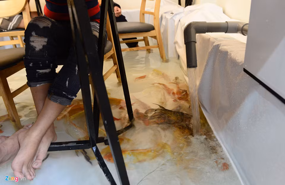 Nước trong hồ được lọc thường xuyên bằng việc bơm lên bể lọc và xả xuống nước sạch để duy trì 50% nước hồ và bổ sung 50% nước mới, để đảm bảo độ sạch và bơm ôxy liên tục.