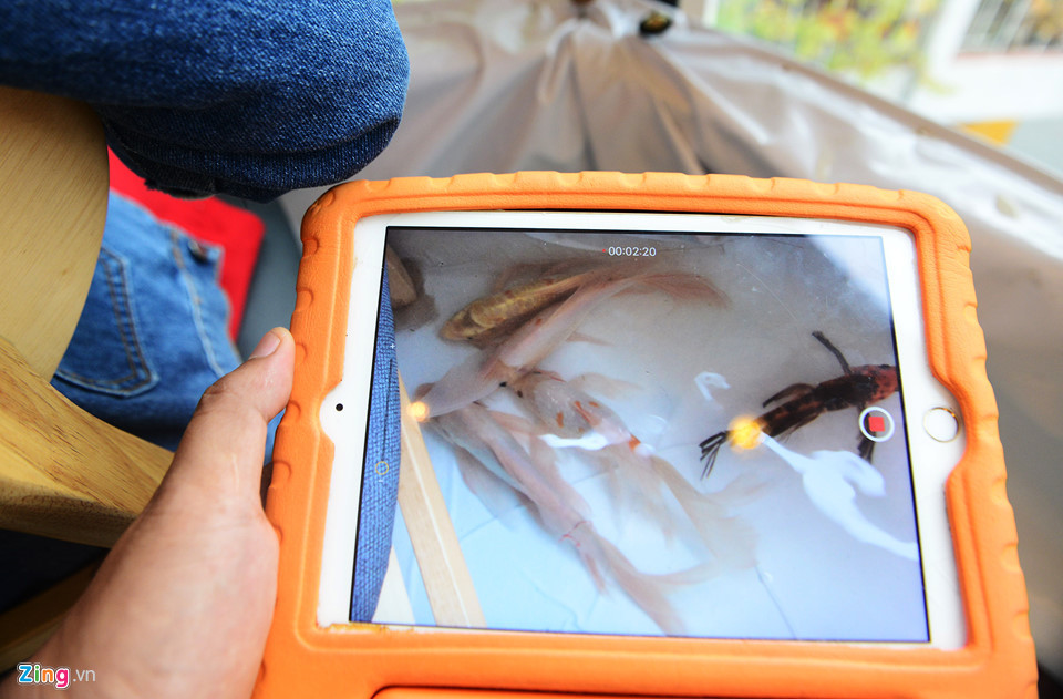 Nhiều khách hàng tỏ ra thích thú với quán cà phê độc đáo này và không quên lưu lại những hình ảnh đàn cà tung tăng bơi lội dưới chân mình.