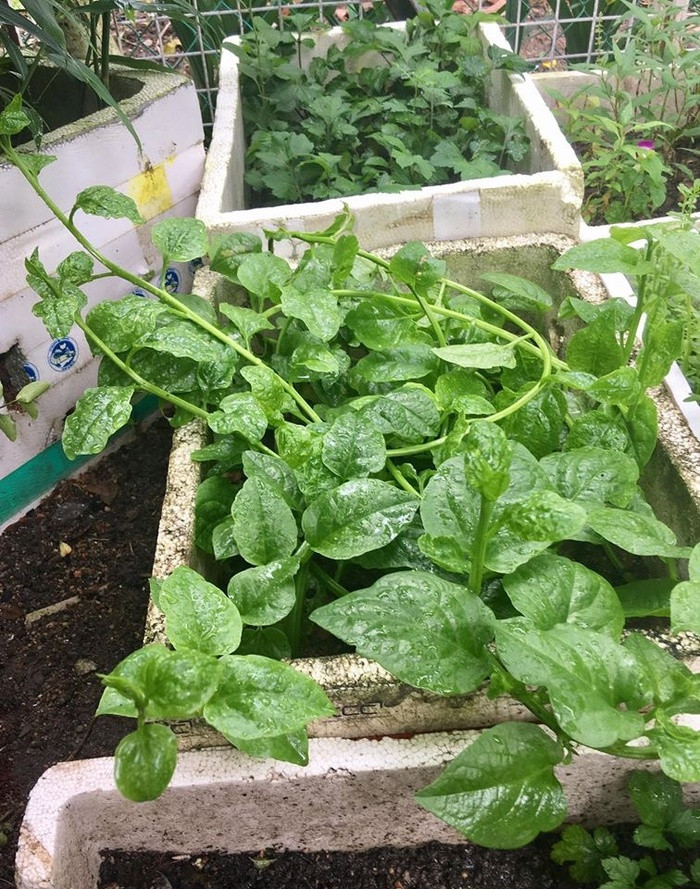 Để rau lên xanh tốt quanh năm, kinh nghiệm của chị Diễm Ly là không trồng 1 loại rau 2 lần trên một khu đất, ví dụ chỗ đất đó vừa trồng mùng tơi xong thì mùa sau sẽ trồng xà lách hoặc rau ngò. Vì khí hậu nóng nên mỗi ngày chị tưới nước 2 lần vào buổi sáng lúc 7h và chiều tối lúc 18h, trừ những hôm trời mưa thì không phải tưới.