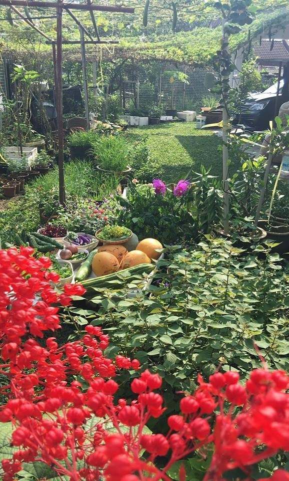 Với diện tích vườn hơn 150m2, chị Diễm Ly bắt tay trồng hơn 30 loại rau, củ, quả rất đa dạng như cà tím, mướp hương, mướp đắng, bí đao, chanh leo, húng quế, diếp cá, bí, cà tím... Chị tiết lộ, mỗi loại chị chỉ trồng một cây (với cây leo), còn với rau thơm thì trồng thành từng chậu nhỏ.