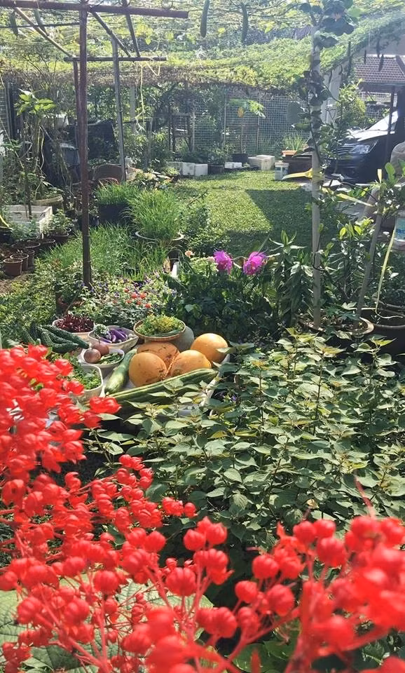 Với diện tích vườn hơn 150m2, chị Diễm Ly bắt tay trồng hơn 30 loại rau, củ, quả rất đa dạng như cà tím, mướp hương, mướp đắng, bí đao, chanh leo, húng quế, diếp cá, bí, cà tím... Chị tiết lộ, mỗi loại chị chỉ trồng một cây (với cây leo), còn với rau thơm thì trồng thành từng chậu nhỏ.