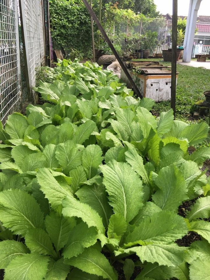 Do vườn trồng nhiều loại rau nên chị phân chia, quy hoạch vườn rất rõ ràng. Đã thành thói quen, cứ nhìn cây nào gần hết tuổi thọ là chị lo gieo cây mới nên cây cũ vừa hết trái thì cây mới đã ra hoa. Và do khí hậu nơi chị ở quanh năm nóng ẩm giống thời tiết thành phố Hồ Chí Minh nên chị Ly chỉ chọn những cây phù hợp để cho năng suất cao.