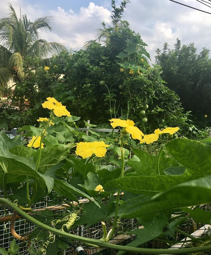 Chị Ly tâm sự, do mảnh vườn đã được ba mẹ chồng chăm sóc trước đó nên chị chủ yếu đảm nhận việc mang hạt giống từ Đà Lạt sang và trồng rau thơm. Ba chồng chị là người làm vườn chính và chị thường phụ ba nhổ cỏ, tưới nước, thu hoạch và nấu nướng mỗi ngày.