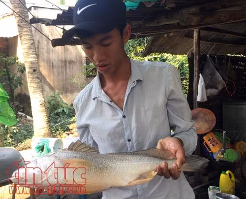 Con cá nghi cá sủ vàng mà anh Tâm câu được.