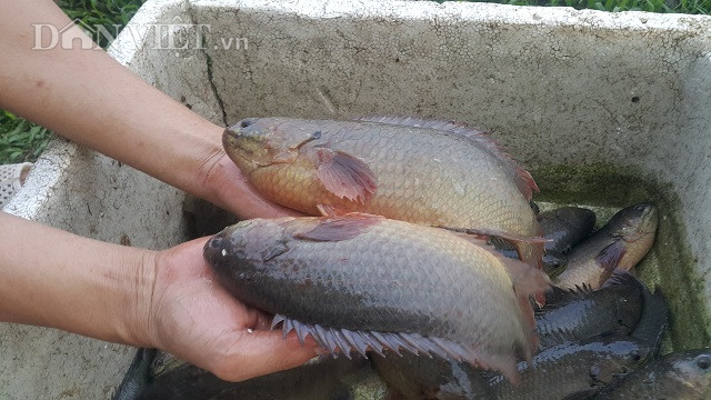 Sau khoảng 4-5 tháng nuôi là cá có thể đạt trọng lượng từ 300-700gam/1con.