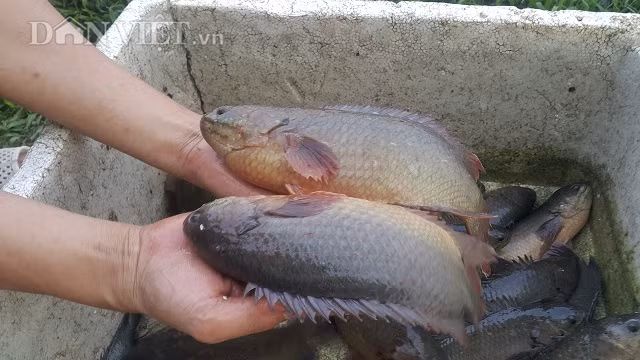 Sau khoảng 4-5 tháng nuôi là cá có thể đạt trọng lượng từ 300-700gam/1con.