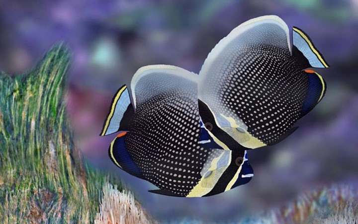 Cá Butterflyfish (cá bướm) Nhật Bản có giá 2.700 USD. (Ảnh: insidermonkey)