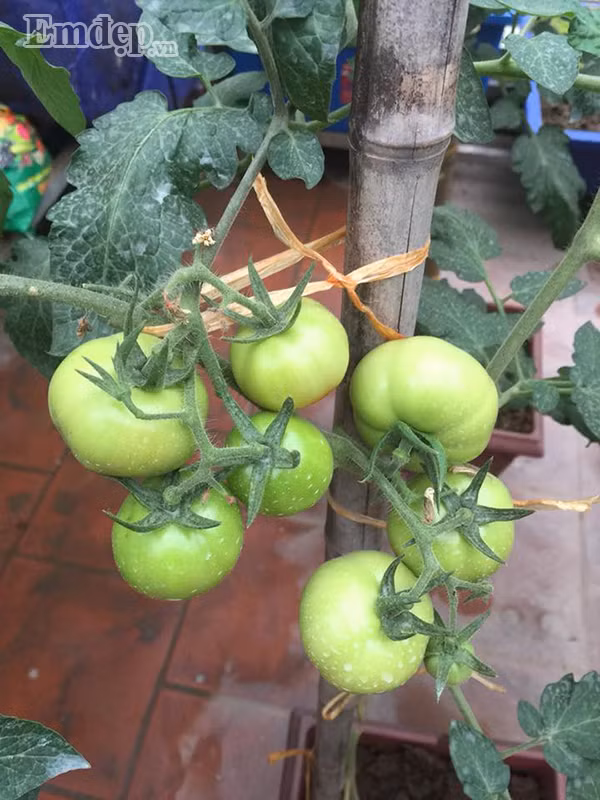 Ngày nào cũng vậy, chị dành tất cả tình yêu của mình vào khu vườn, vào từng cây rau. Dù khá bận rộn với công việc nhưng chị Thủy vẫn cố gắng dành ra khoảng thời gian rảnh để chăm sóc khu vườn. Mỗi ngày chị tưới rau hai lần, vào buổi sáng sớm và cuối chiều. Chị chủ yếu tưới bằng nước sạch và nước vo gạo để cung cấp thêm dinh dưỡng cho cây.