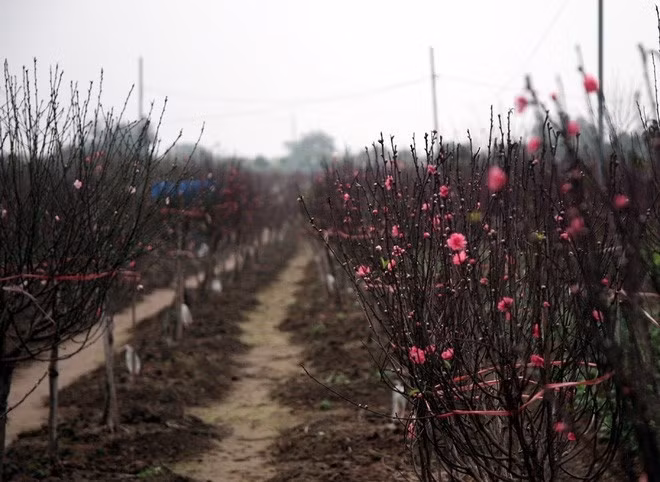 Nhiều ruộng đào tại Nhật Tân đón Tết Dương "hụt" nay mới bung hoa.