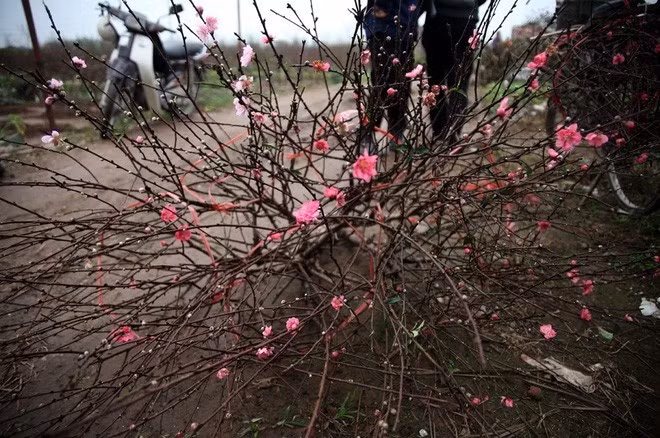 Hiện tại, ít người Thủ đô chơi đào sớm dịp này nên khiến giá rớt mạnh.