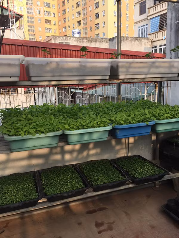 Khu vườn được chị sắp xếp khá hợp lí và gọn gàng.