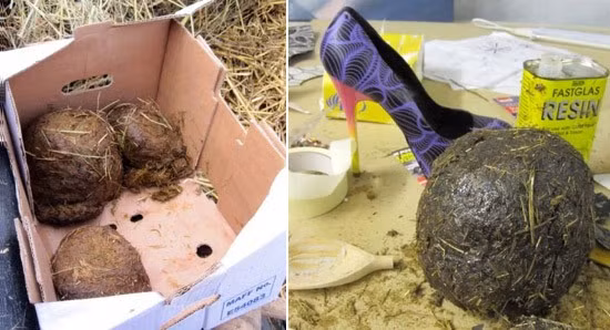 Đôi giày “bốc mùi” này là tác phẩm của nghệ sĩ Chris Ofili. Nghệ sĩ này đã sử dụng phân voi lấy từ một gia đình voi, rồi ông trộn chúng với một số nguyên liệu đặc biệt để khử mùi hôi. Sau đó ông sử dụng những chất liệu để giúp phần đế trước của giày này trở nên chắc chắn, cuối cùng là công đoạn trang trí để đôi giày long lanh hơn.