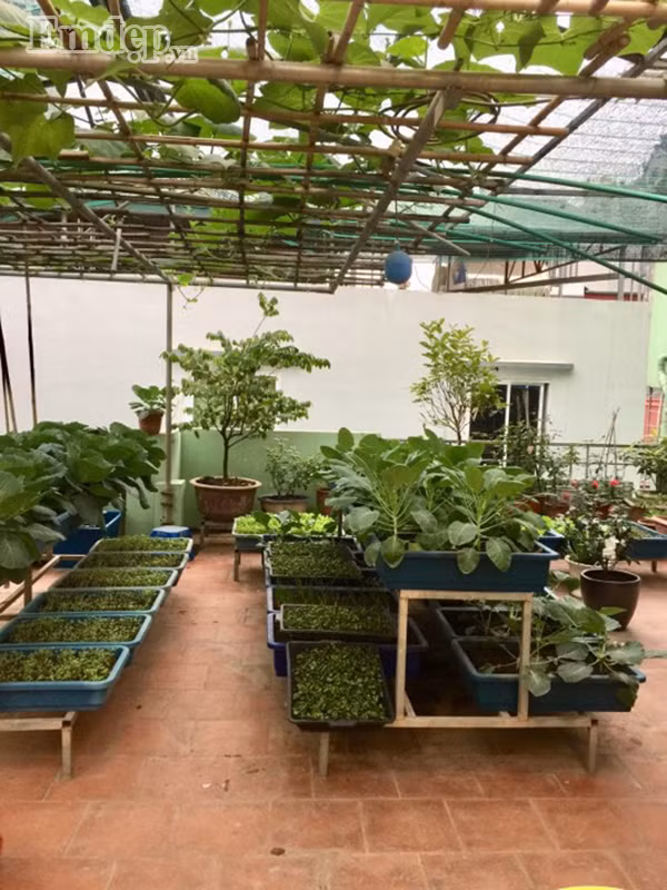 Chị Đặng Thanh Thủy (Cầu Giấy, Hà Nội) hiện đang sở hữu một vườn rau xanh tốt mơn mởn 50m2 đáng ngưỡng mộ ngay trên sân thượng của gia đình. Bắt đầu với công việc làm vườn được hơn 3 năm, đến nay khu vườn trên sân thượng của chị luôn ngập tràn màu xanh của đủ loại rau quả và hương thơm ngát của những bông hoa hồng mỗi ngày.