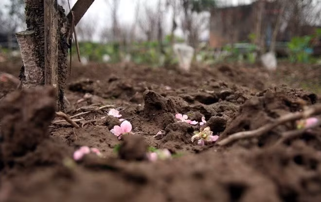 Nếu không cắt bán kịp, hoa sẽ rụng đầy gốc và đến sang năm mới "được ăn".