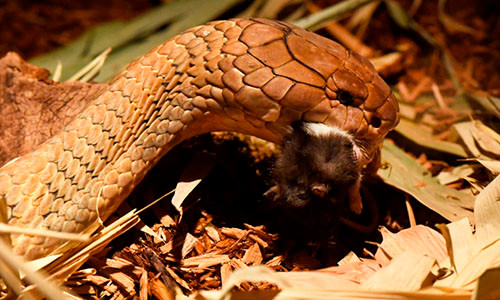 Hổ mang chúa dài 4 mét khốn khổ vì ung thư.