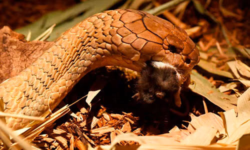 Hổ mang chúa dài 4 mét khốn khổ vì ung thư.
