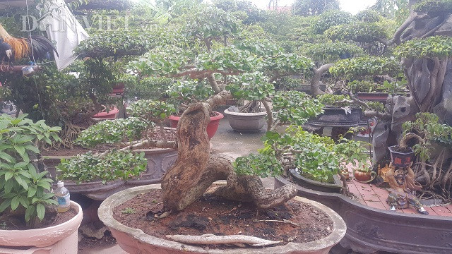 Cây duối độc đáo này của ông Liễn đã có tuổi đời lên tới hơn 50 năm. Phần lõm gồ ghề trên thân cây duối là hậu quả của một thời gian dài ông chủ cũ của cây không chú ý, chăm sóc.