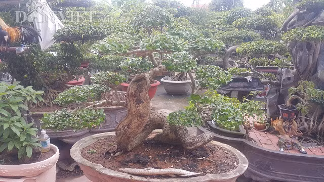 Cây duối độc đáo này của ông Liễn đã có tuổi đời lên tới hơn 50 năm. Phần lõm gồ ghề trên thân cây duối là hậu quả của một thời gian dài ông chủ cũ của cây không chú ý, chăm sóc.