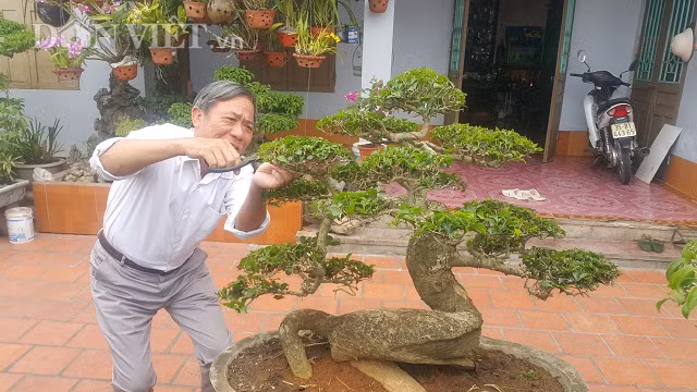 Cận cảnh cây duối lùn của gia đình ông Tạ Ngọc Liễn.