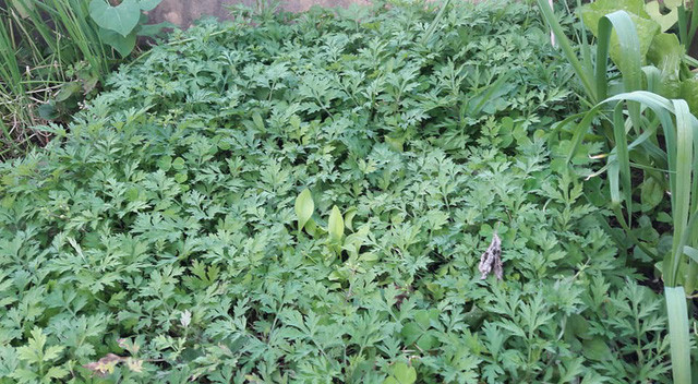 Các loại rau đều tươi tốt.