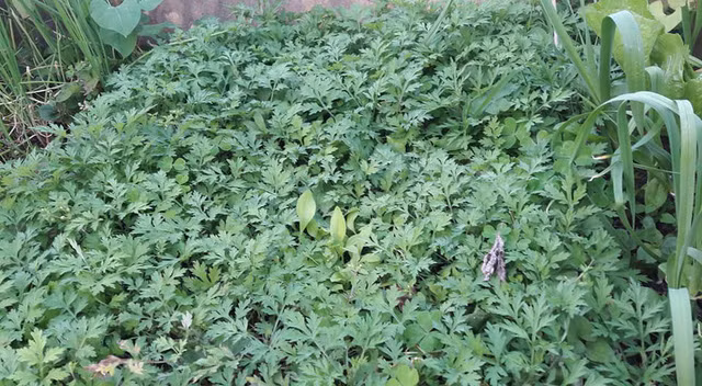 Các loại rau đều tươi tốt.