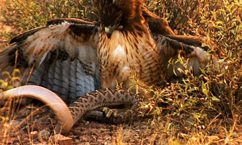 Diều hâu dễ dàng khuất phục rắn đuôi chuông kịch độc.