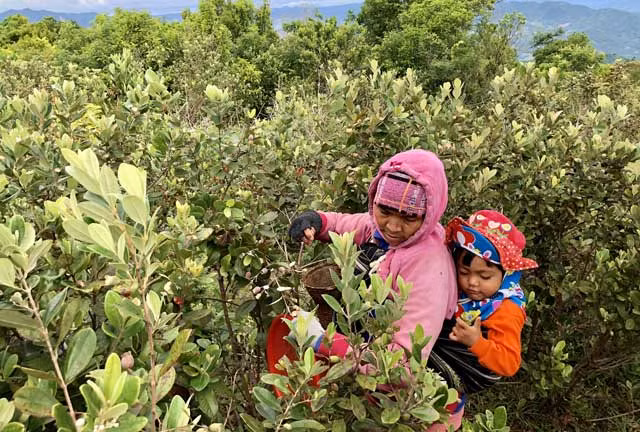 Len thao nguyen Bui Hui hai sim, kiem tien trieu 