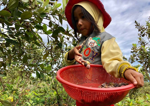 Len thao nguyen Bui Hui hai sim, kiem tien trieu 
