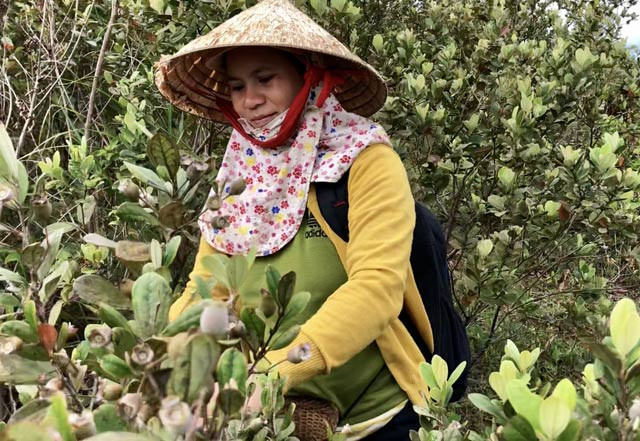 Len thao nguyen Bui Hui hai sim, kiem tien trieu 