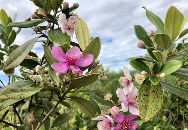 Len thao nguyen Bui Hui hai sim, kiem tien trieu 