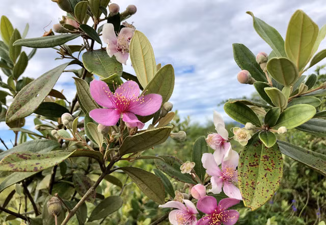 Len thao nguyen Bui Hui hai sim, kiem tien trieu 