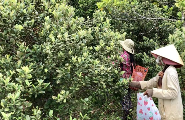 Len thao nguyen Bui Hui hai sim, kiem tien trieu 