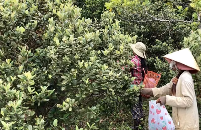 Len thao nguyen Bui Hui hai sim, kiem tien trieu 