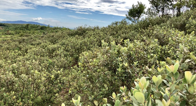 Len thao nguyen Bui Hui hai sim, kiem tien trieu 