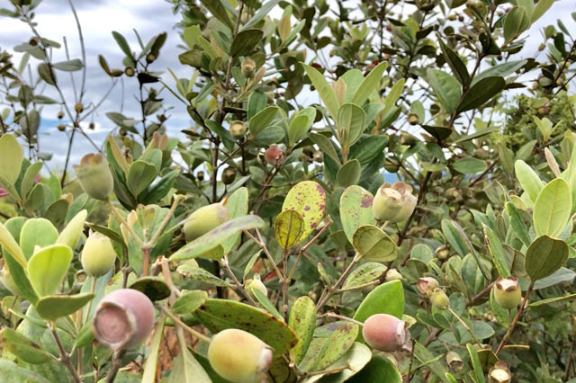 Len thao nguyen Bui Hui hai sim, kiem tien trieu 