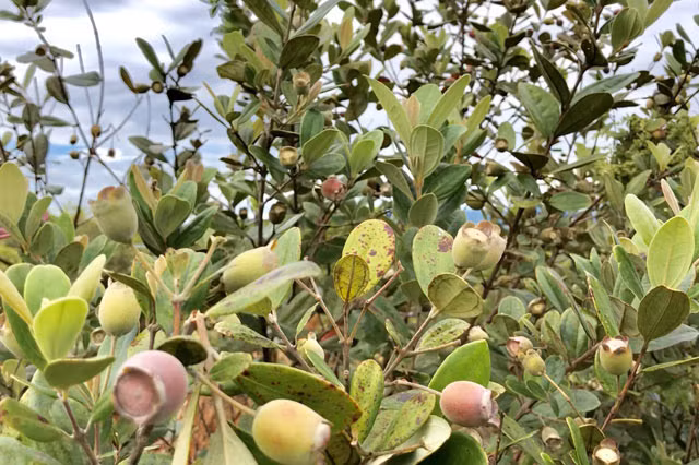 Len thao nguyen Bui Hui hai sim, kiem tien trieu 