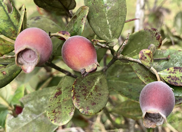 Len thao nguyen Bui Hui hai sim, kiem tien trieu 