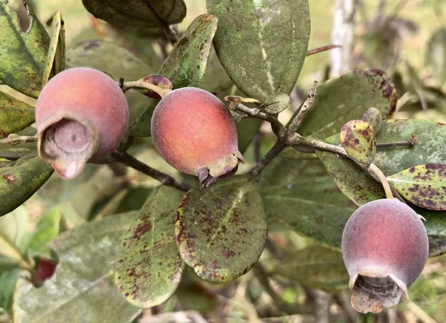 Len thao nguyen Bui Hui hai sim, kiem tien trieu 