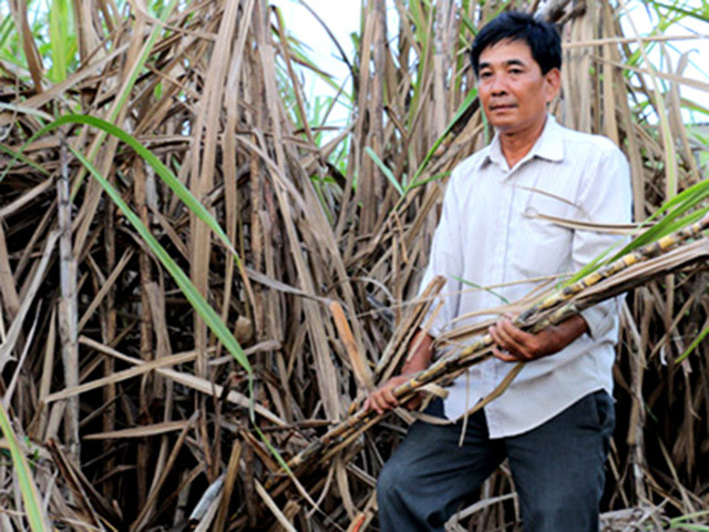 Ông Hiền và nhiều nông dân trồng mía đã có một mùa mía đắng. Ảnh: IT.