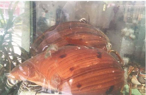 Những con ốc vàng được chủ nhà hàng mua về.