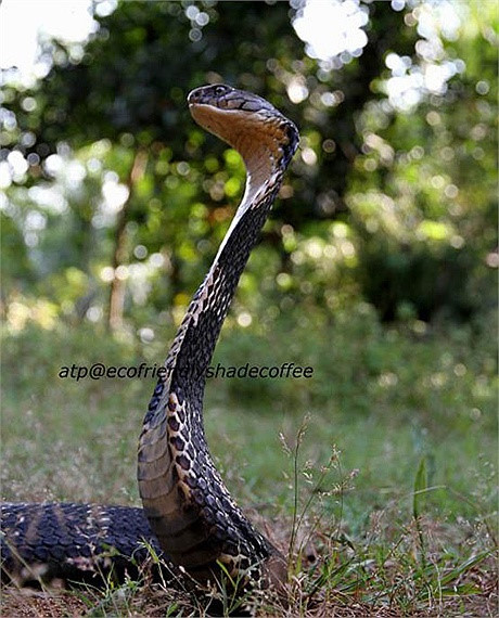 Việc bảo tồn loài hổ chúa ở Western Ghats rất thuận lợi, bởi người dân Western Ghats rất tôn trọng rắn hổ chúa, coi chúng như thần linh, không bao giờ giết loài rắn này.