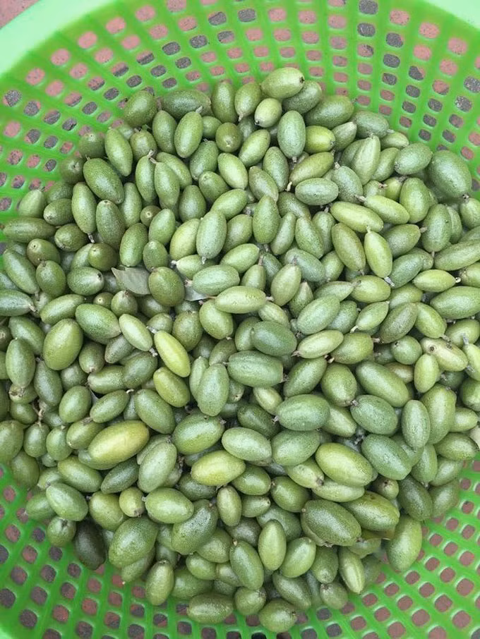 Hàng năm, cứ vào khoảng cuối tháng 1, đầu tháng 2 là người dân bắt đầu thu hái nhót xanh đem bán dần, tới khoảng tháng 3, nhót bắt đầu chín. Ảnh minh họa