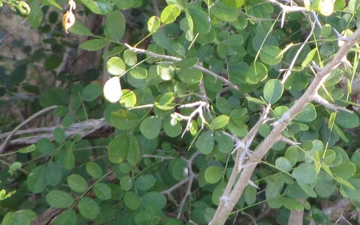 Gỗ Dalbergia xuất hiện ở Nam Mỹ, Châu Phi và Nam Á. Loại cây này rất kén đất sống nên trở nên quý hiếm và giá thành gỗ rất đắt đỏ.