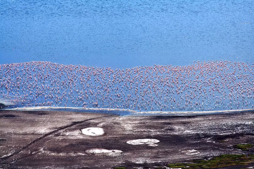 3. Hồ Nakuru Một trong những điểm thu hút hàng đầu ở Kenya , Hồ Nakuru là một hồ nước rất nhỏ nhắn xinh xắn trong thung lũng. Tảo biển phong phú của hồ thu hút số lượng lớn các loài chim hồng hạc. Có những thời điểm lên tới cả triệu con đậu cùng một lúc. Đáng buồn thay, trong những năm gần đây, số lượng chim hồng hạc đang giảm đi rất nhiều do ô nhiễm môi trường.